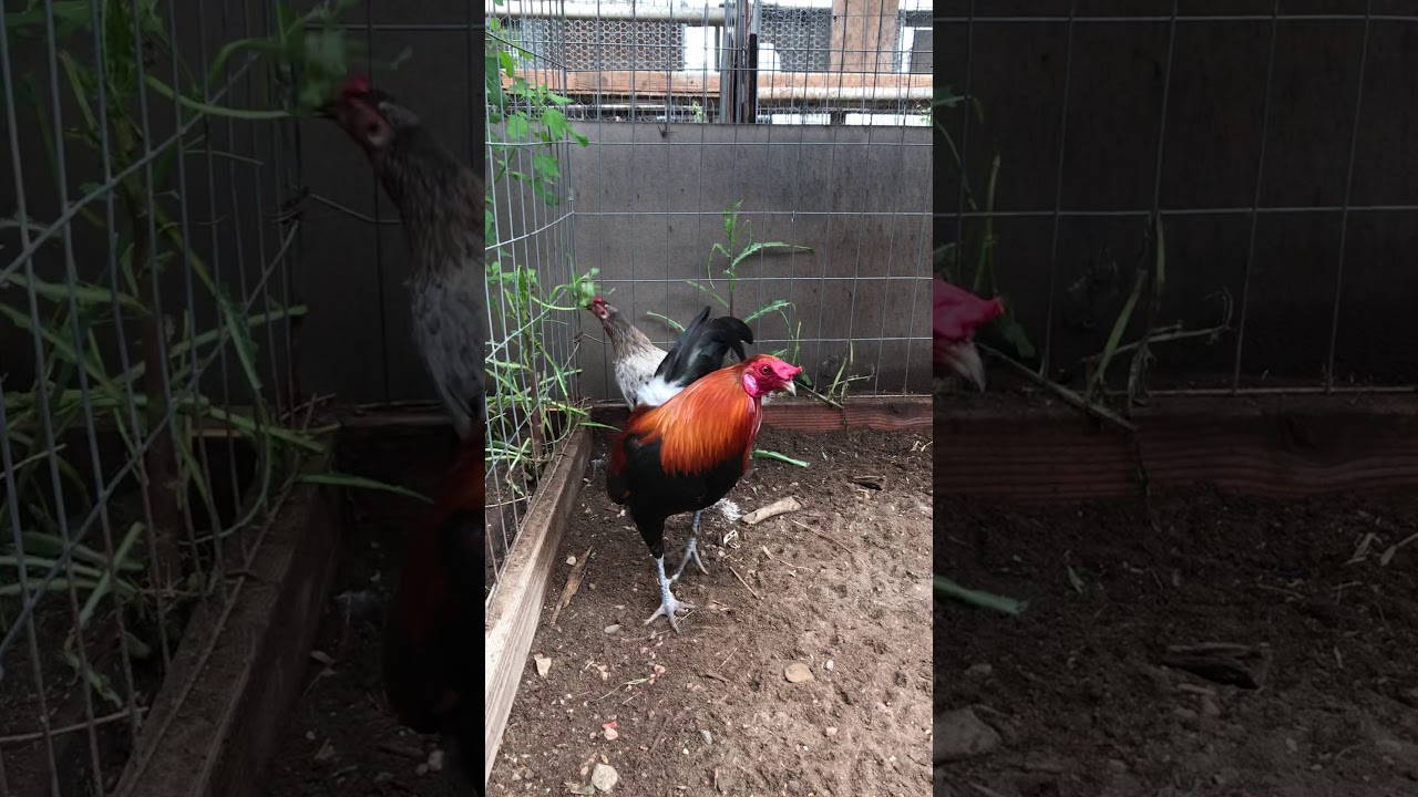 McLean Hatch Cock over Blue Cuban Hen ( Miniature)