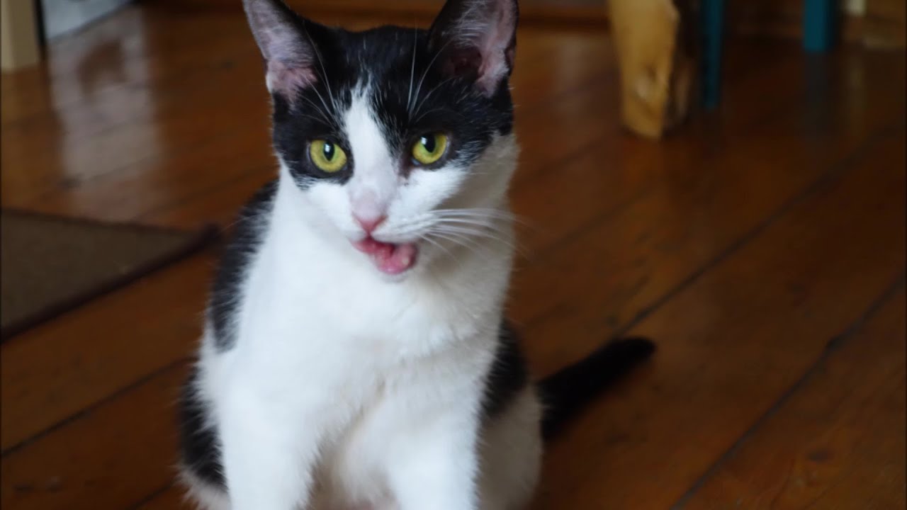 CAT CAFE (CRACOW POLAND) Kociarnia Kocia Kawiarnia wkr&oacute;tce po otwarciu (2015) ul.Krowoderska, Krak&oacute;w