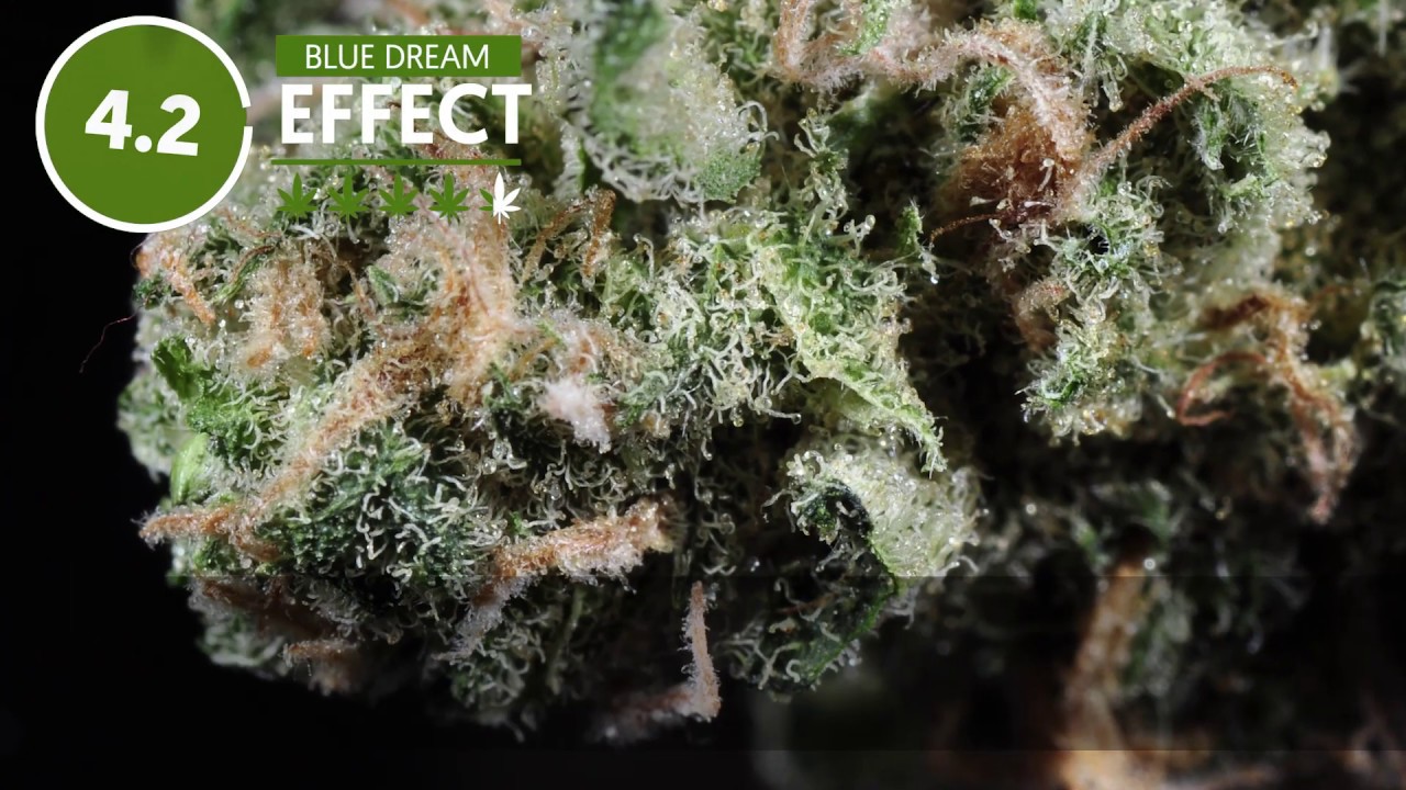 Strain Profile: Blue Dream