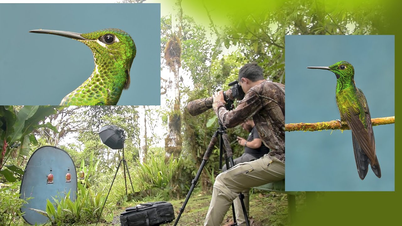 FOTOGRAFÍA DE AVES | Fotos a Colibríes