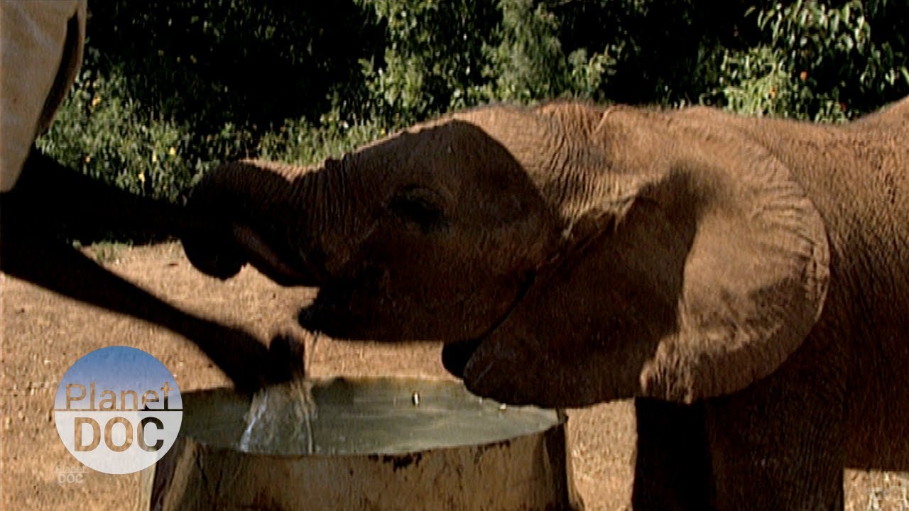 Orfanato de Elefantes | Curiosidades del Mundo - Planet Doc