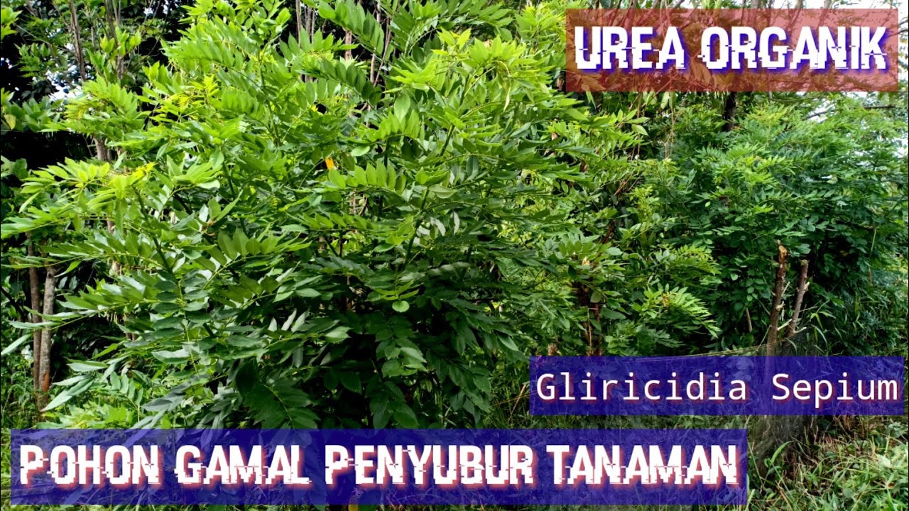 Mengenal Pohon Gamal | Kleresede ( Gliricidia Sepium ) Penyubur Tanah & Tanaman
