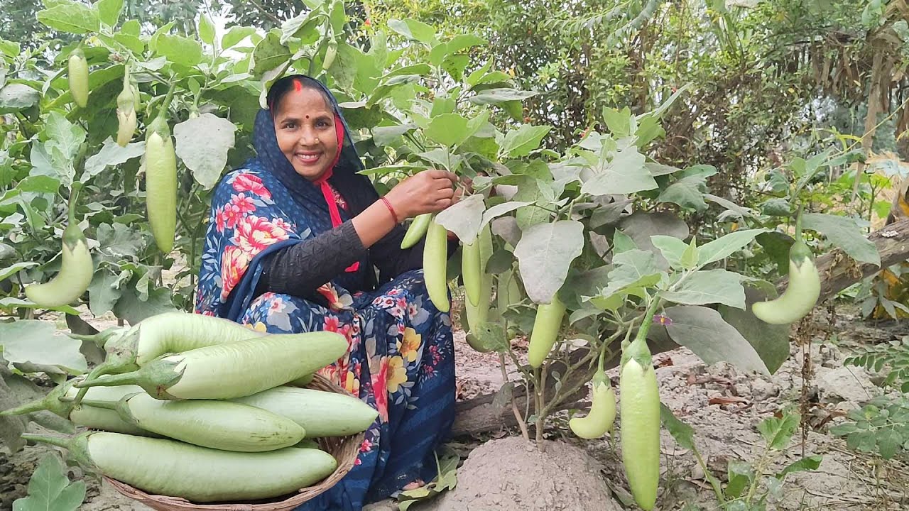 बैंगन का भरवां कलौंजी गाँव के तरीके से बनाएंगे तो आधा किलों बैंगन अकेले ही खायेंगे || Bharava kalauj