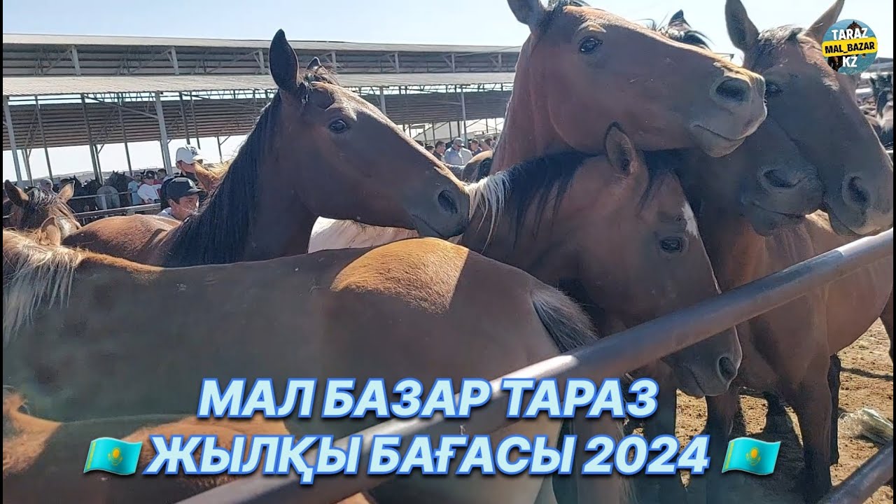 ЖЫЛҚЫ БАҒАСЫ 25.08.2024 / MAL BAZAR TARAZ / МАЛ БАЗАР