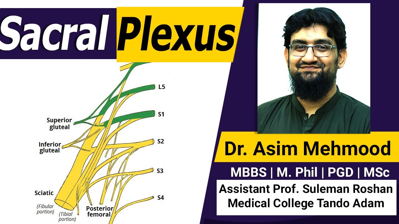 Anatomy of Sacral Plexus Made Easy ( Hindi / Urdu )