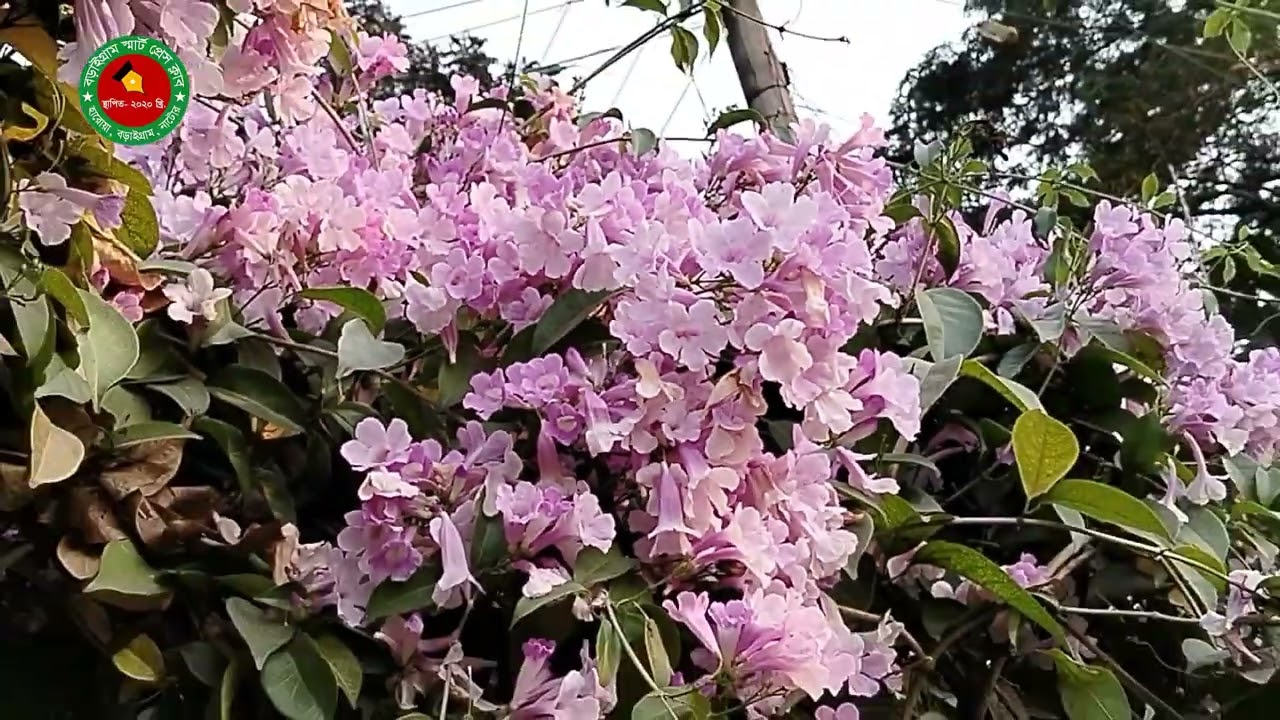 বনপাড়া হরোয়ার তরুলতা নার্সারিতে বাহারী  ফুলের সমাহার।
