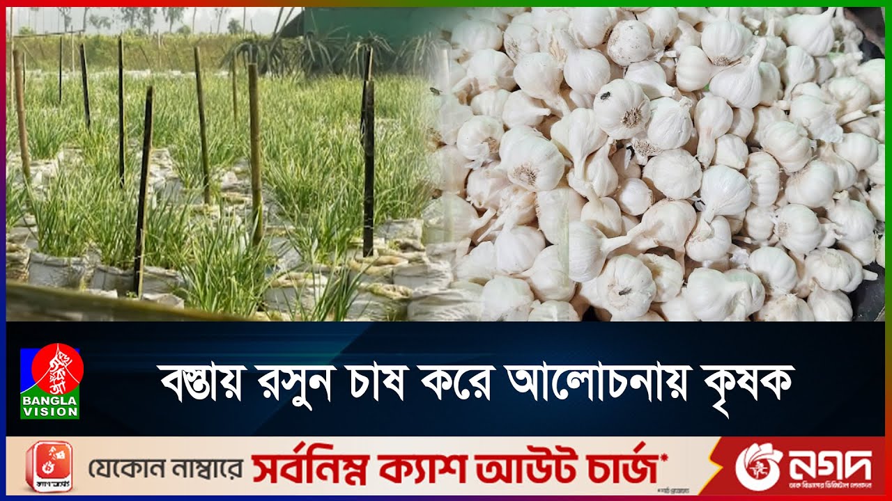 নতুন কৌশলে বস্তায় রসুন চাষ লালমনিরহাটের এক কৃষকের | Rangpur Garlic | Banglavision News