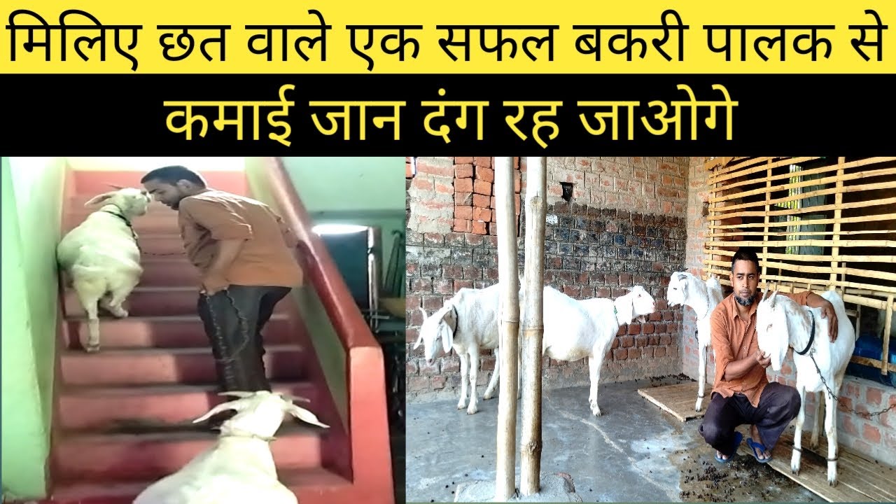 मिलिए छत वाले एक सफल बकरी पालक से , कमाई जान दंग रह जाओगे | bakri palan
