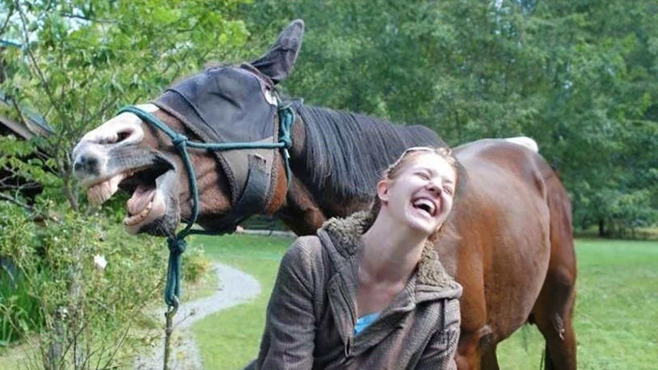 Best horse videos - These Funny And cute Horses are a must watch! P8