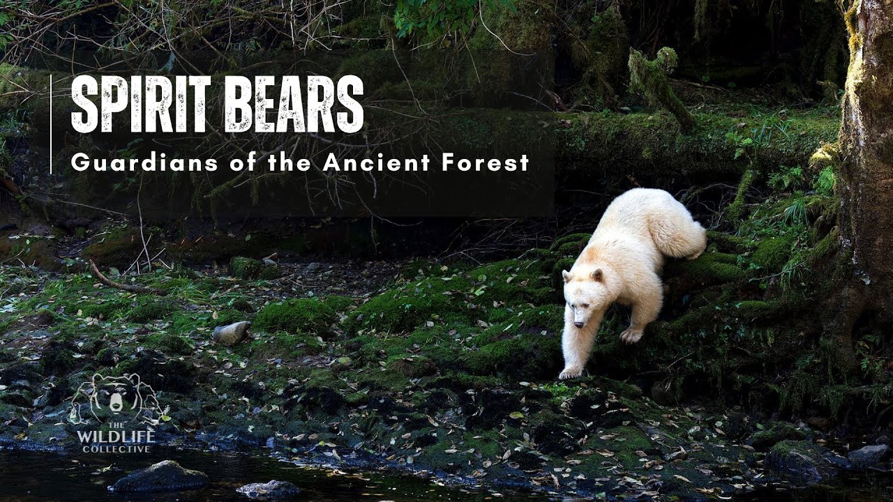 Spirit Bears 2022