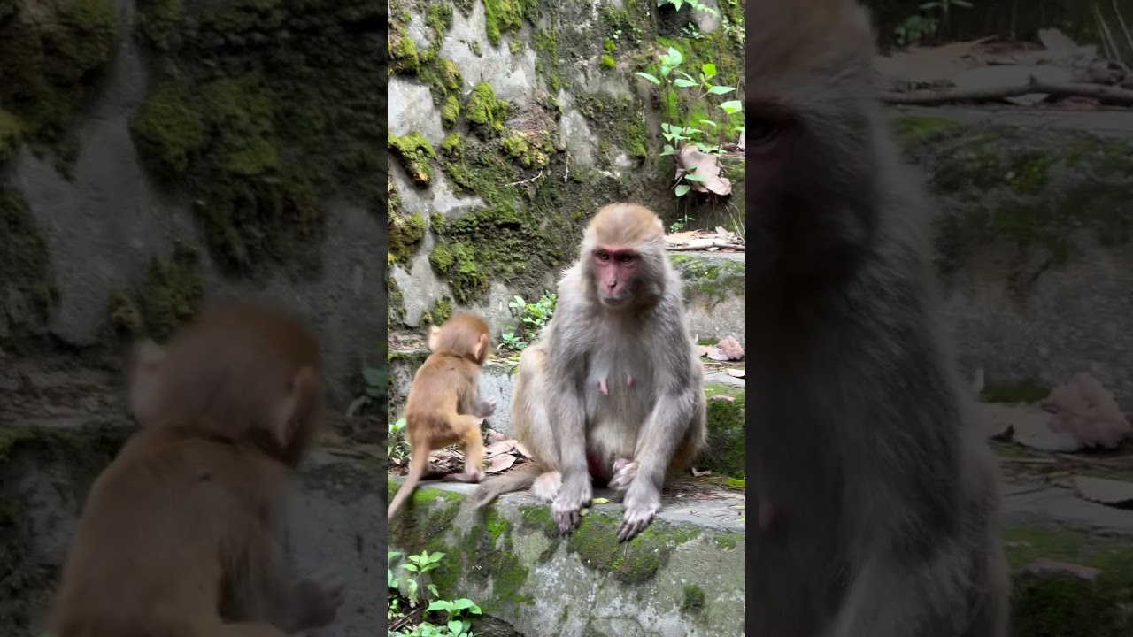 Cutest Monkey Family Moment! | #monkeys #babyanimals #cuteanimals #wildlife