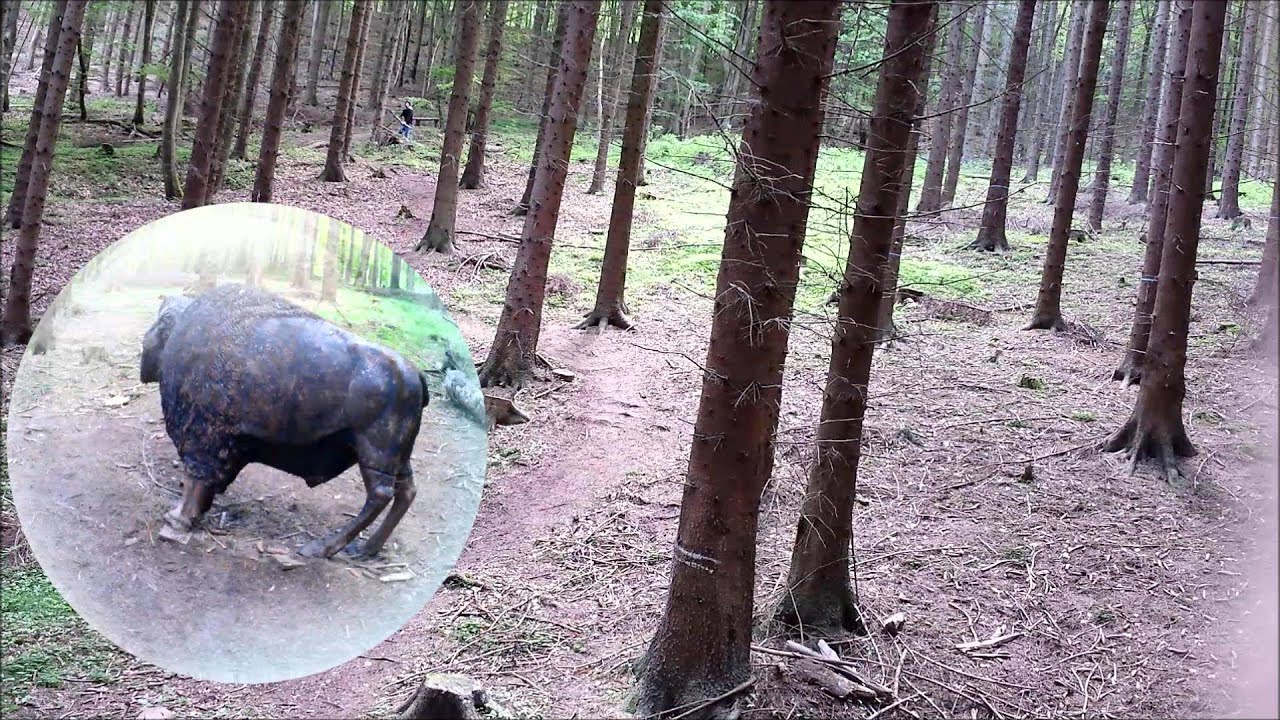 bogensportblog.de parcoursvorstellungen 2014 kassel helsa feldbogen kassel ev parcours