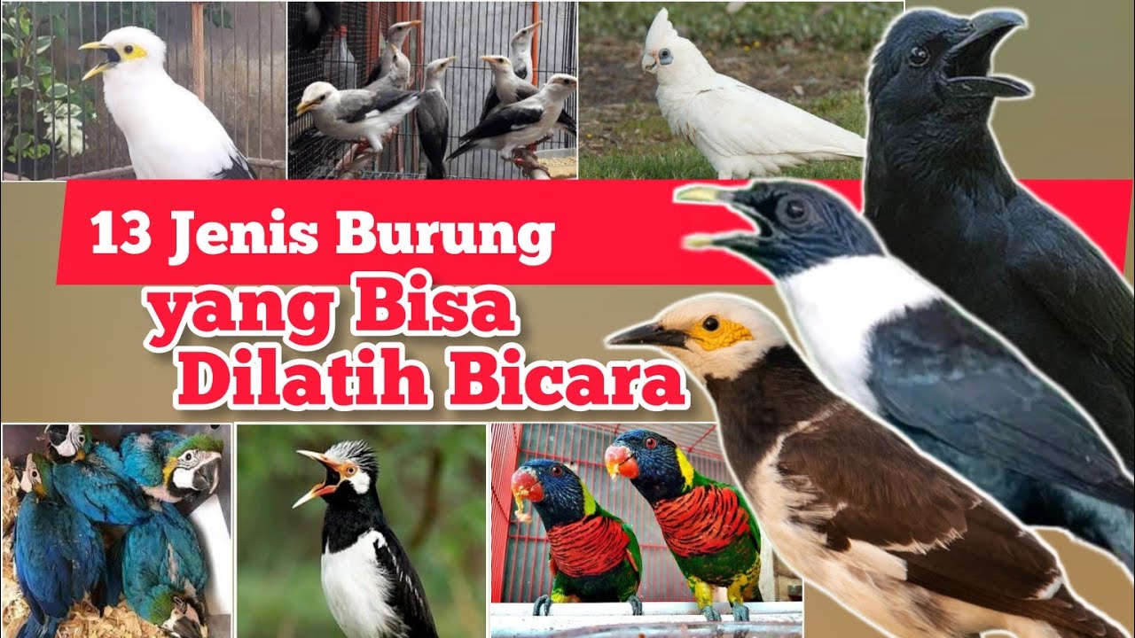 Jenis Burung yang Bisa Dilatih Bicara ‼️13 Jenis Burung