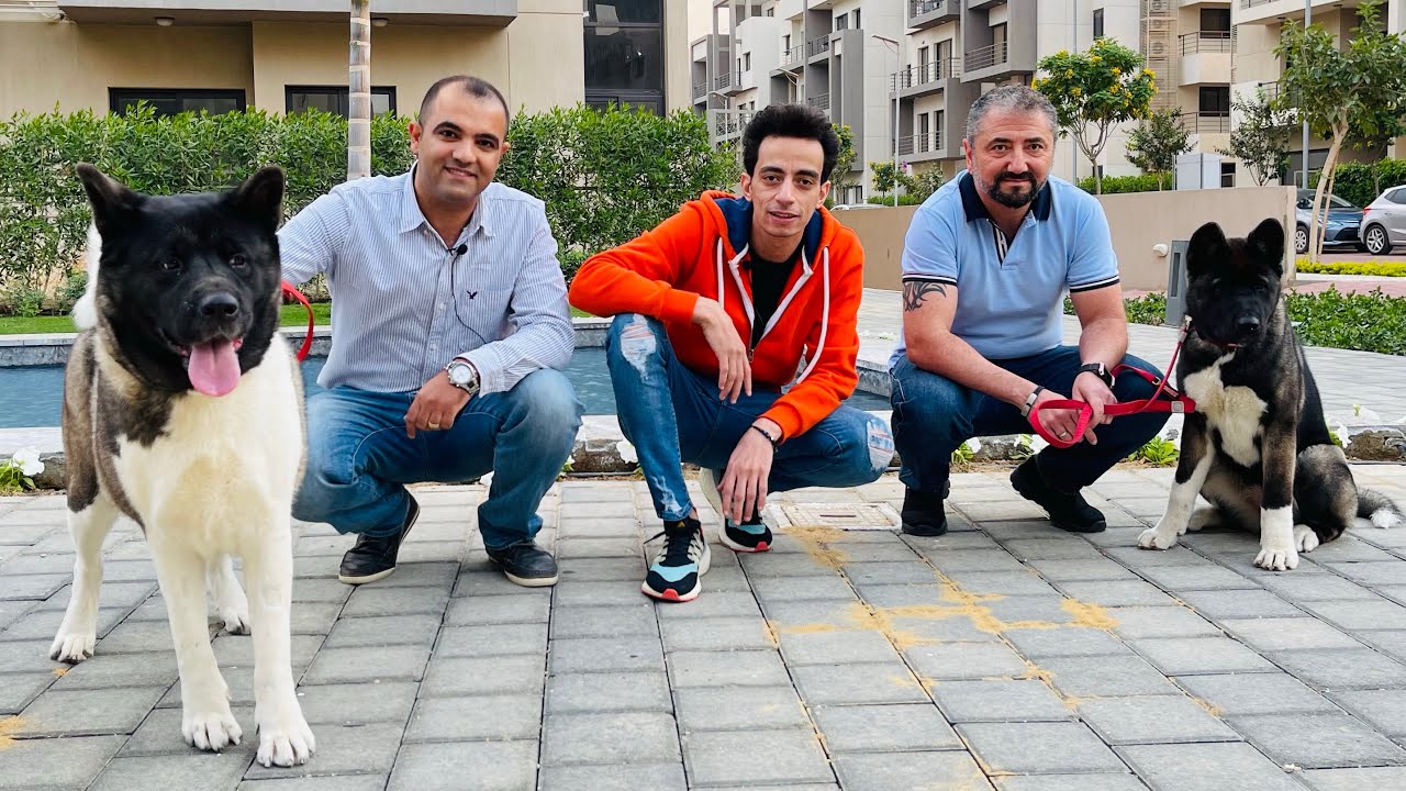 كلب الأميركن أكيتا مع محمود و كوڤو / American Akita in egypt