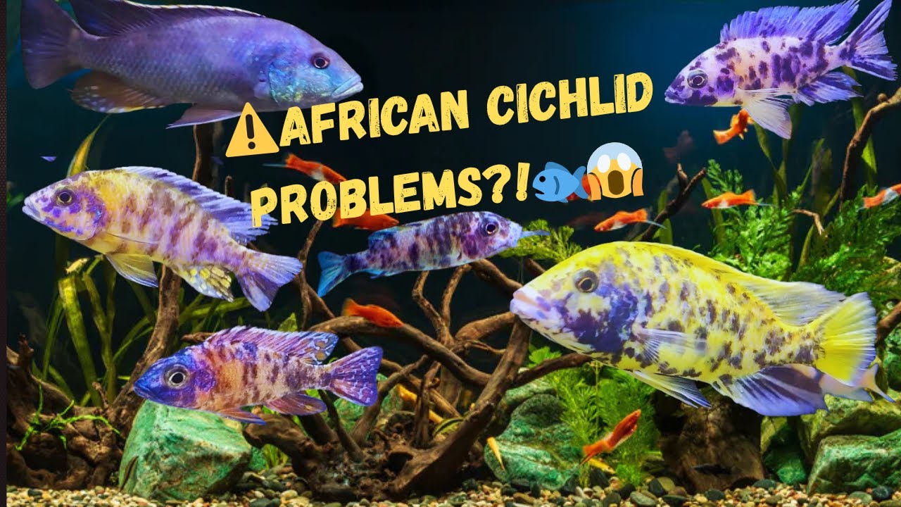 AFRICAN CICHLID PROBLEMS?! | WHY DO CICHLIDS LOVE TO EAT EACH OTHER??