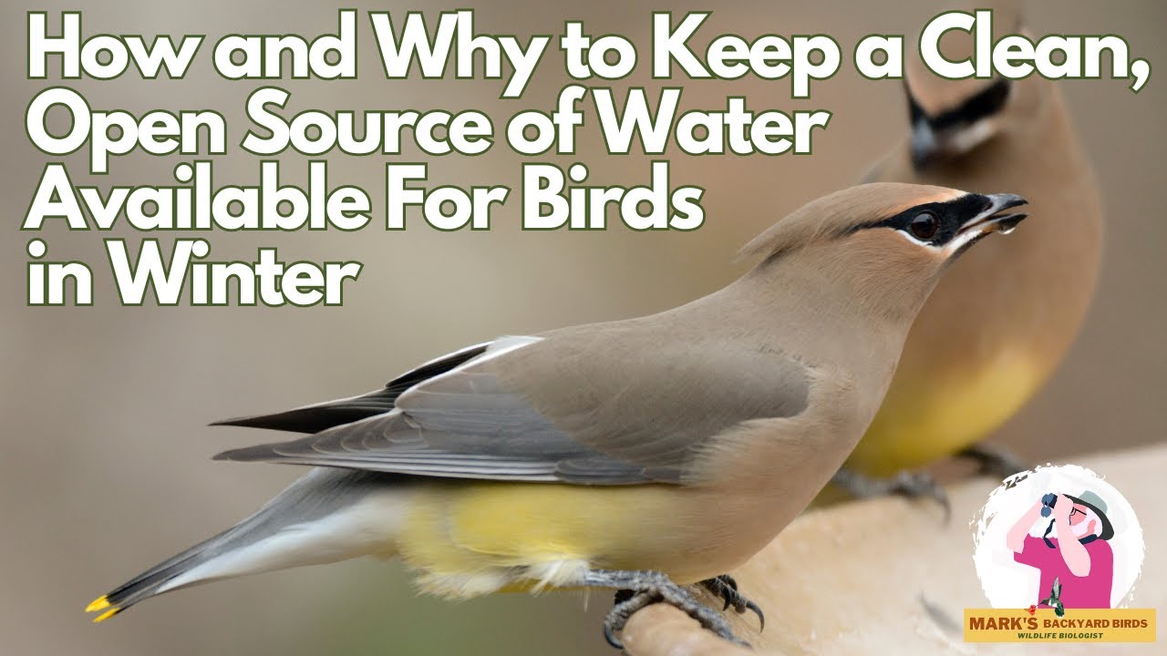 How and Why to Keep a Source of Clean, Open Water For Birds in Winter