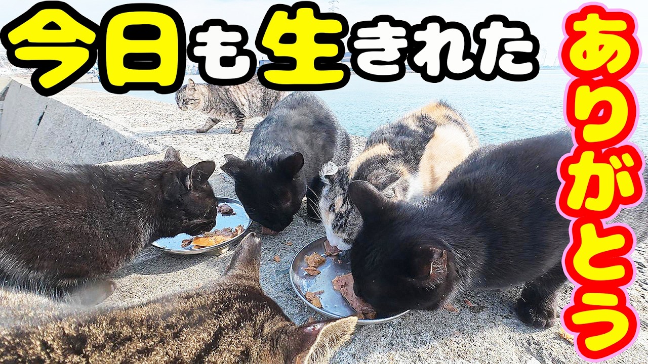 極寒 空腹な猫たちにご飯をあげると・・・さくらねこたちへのエサやり【視聴だけでも猫を助けることになります】支援者様 視聴者様 猫たちに神のご加護を！野良猫 感動猫動画