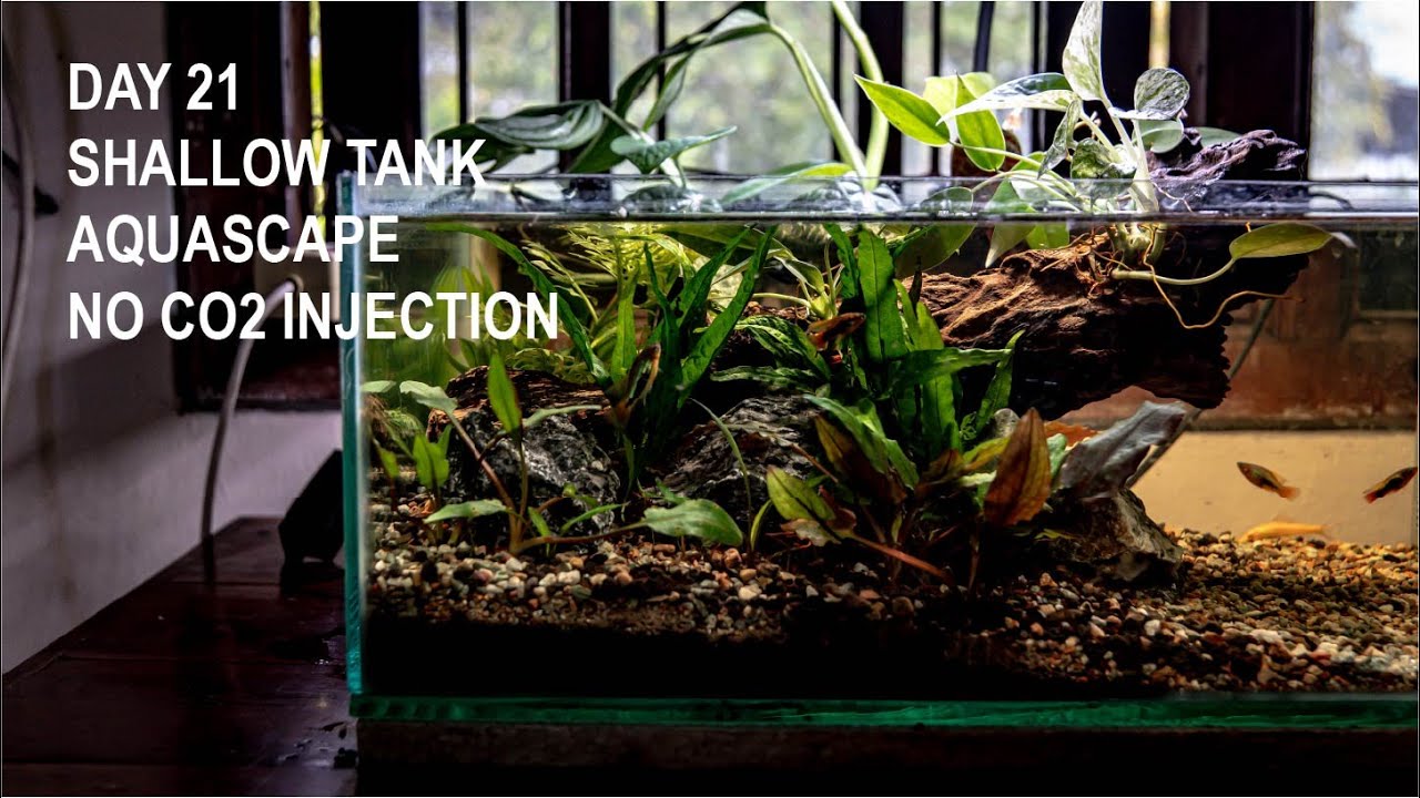 Episode 02 - Shallow Tank progress day 21, aku menambahkan beberapa tanaman darat ke dalam aquarium