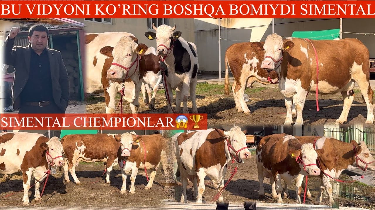 YANGI PARTIYA😳SUTDOR SIMENTAL SIGIRLAR 💥NARXLAR BOMBA ✊