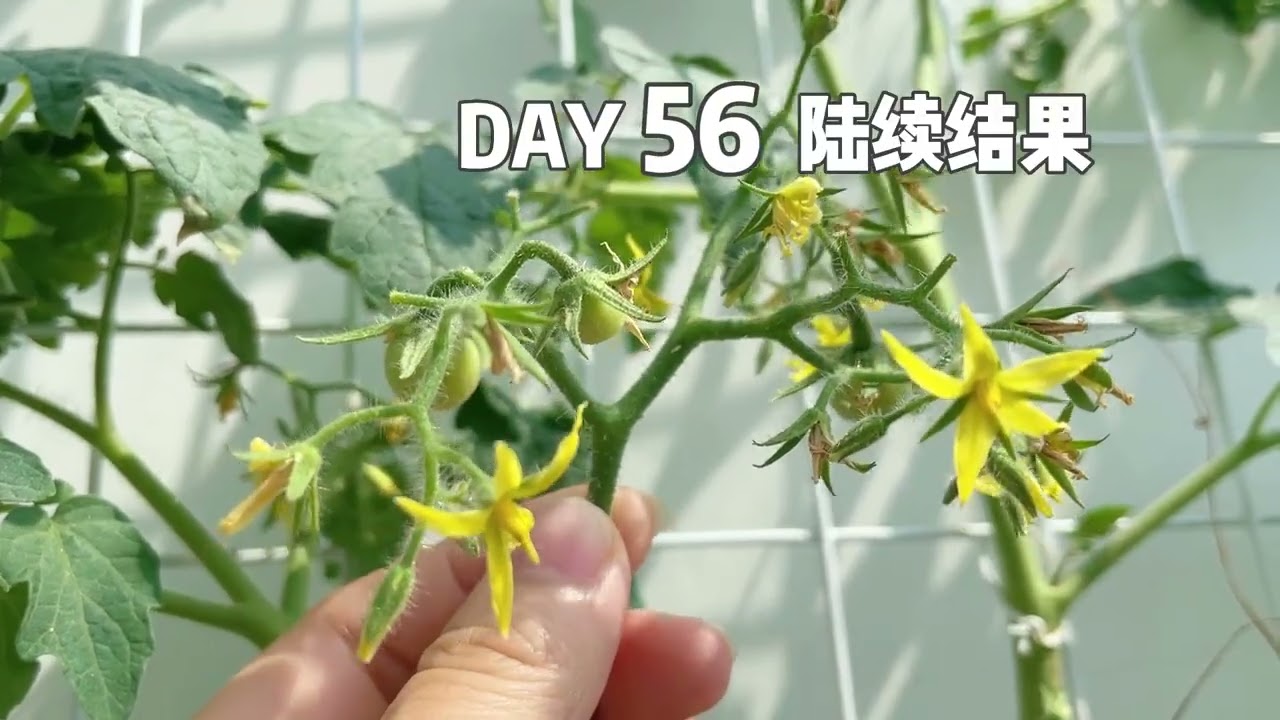 番茄的一生｜阳台种植vlog。记录番茄从一颗种子到破土，结结实实的长大，在阳台也当一回小农民，视频是越冬种植的番茄品种，超级甜百万，白妃，甜开胃酒。 #植物生长过程 #记录生活中的小美好 #阳台...