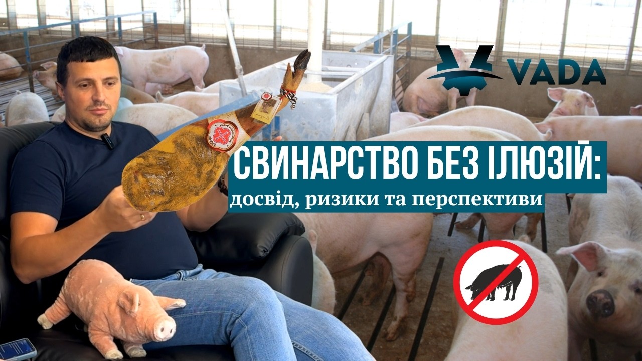 Свинарство без ілюзій: досвід, ризики та перспективи