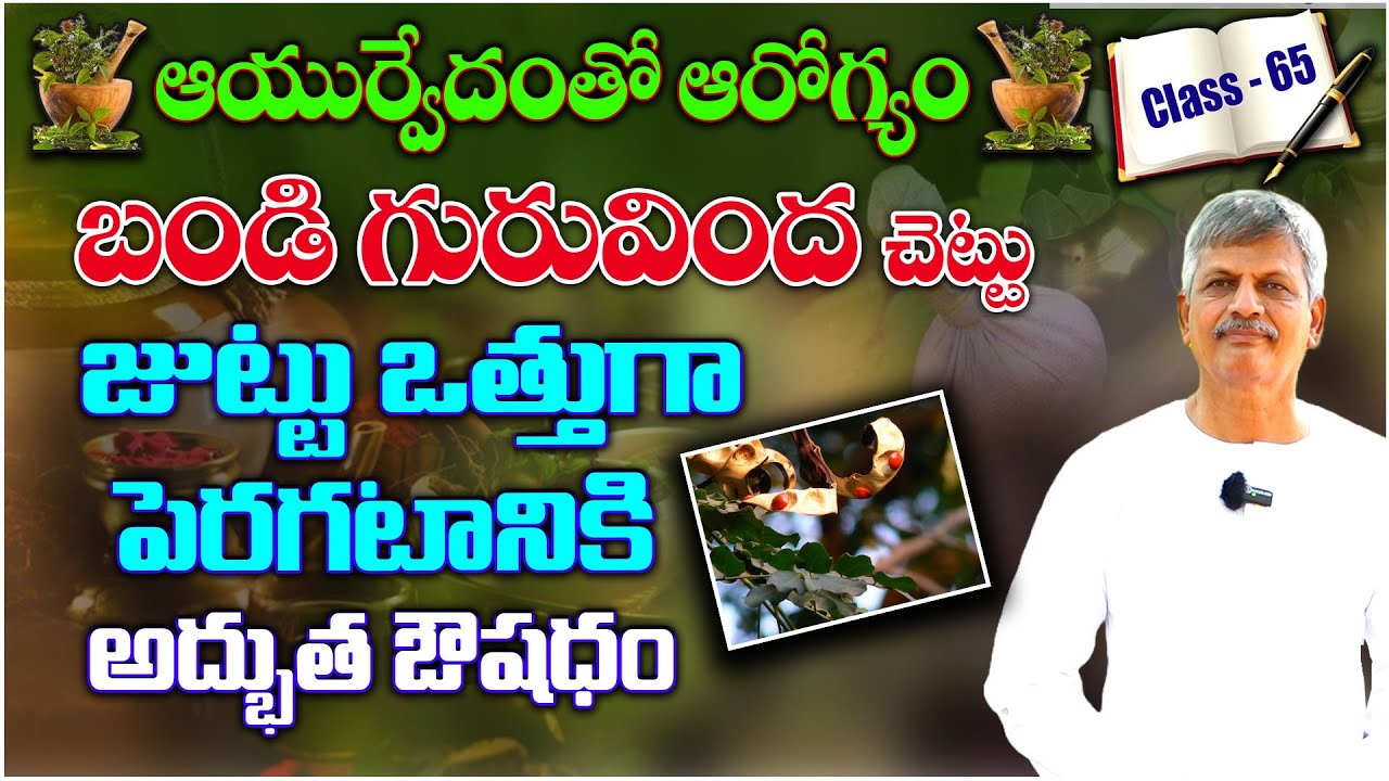 To grow thick hair | బండి గురువింద చెట్టు | BANDI GURUVINDA CHETTU #sreearogyasannidhi