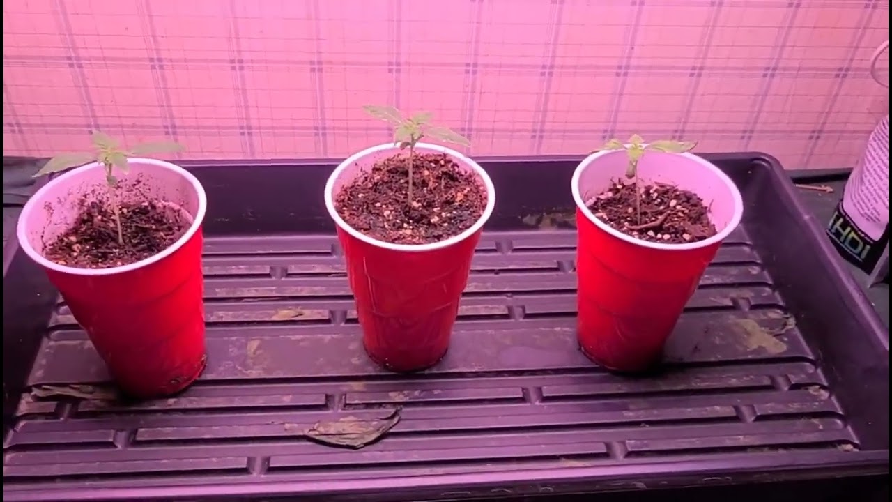 Supercropping a photoperiod, light intensity and height, how I rotate my plants. #marshydro