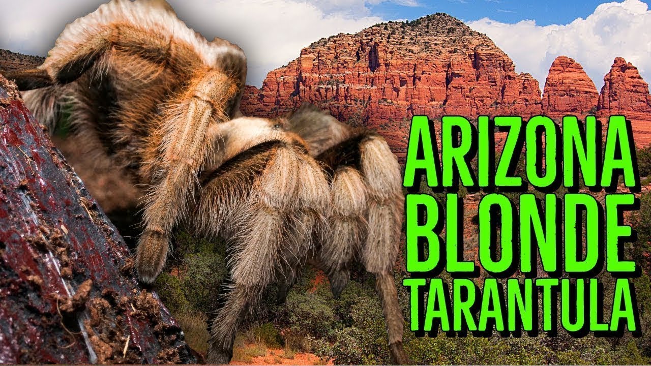 Spider Queen of the Sonoran Desert - Aphonopelma chalcodes Tarantula