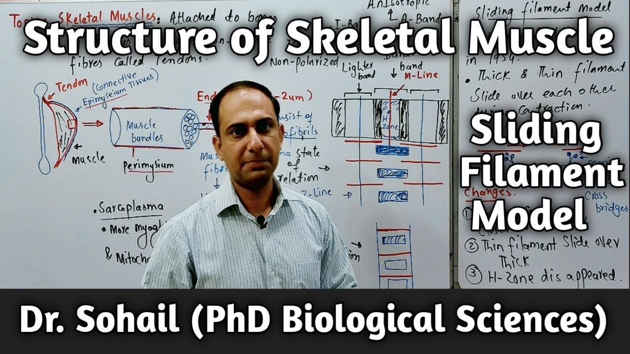 Structure of Skeletal Muscle Fiber/Cell | Sliding Filament Model | Myofibrils | 12th Biology| MDCAT