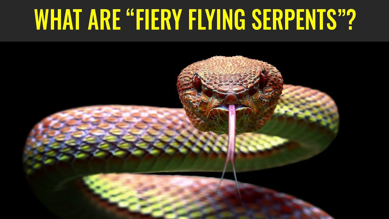Were There &ldquo;Fiery Flying Serpents&rdquo; along Lehi&rsquo;s Trail? (Knowhy 646)