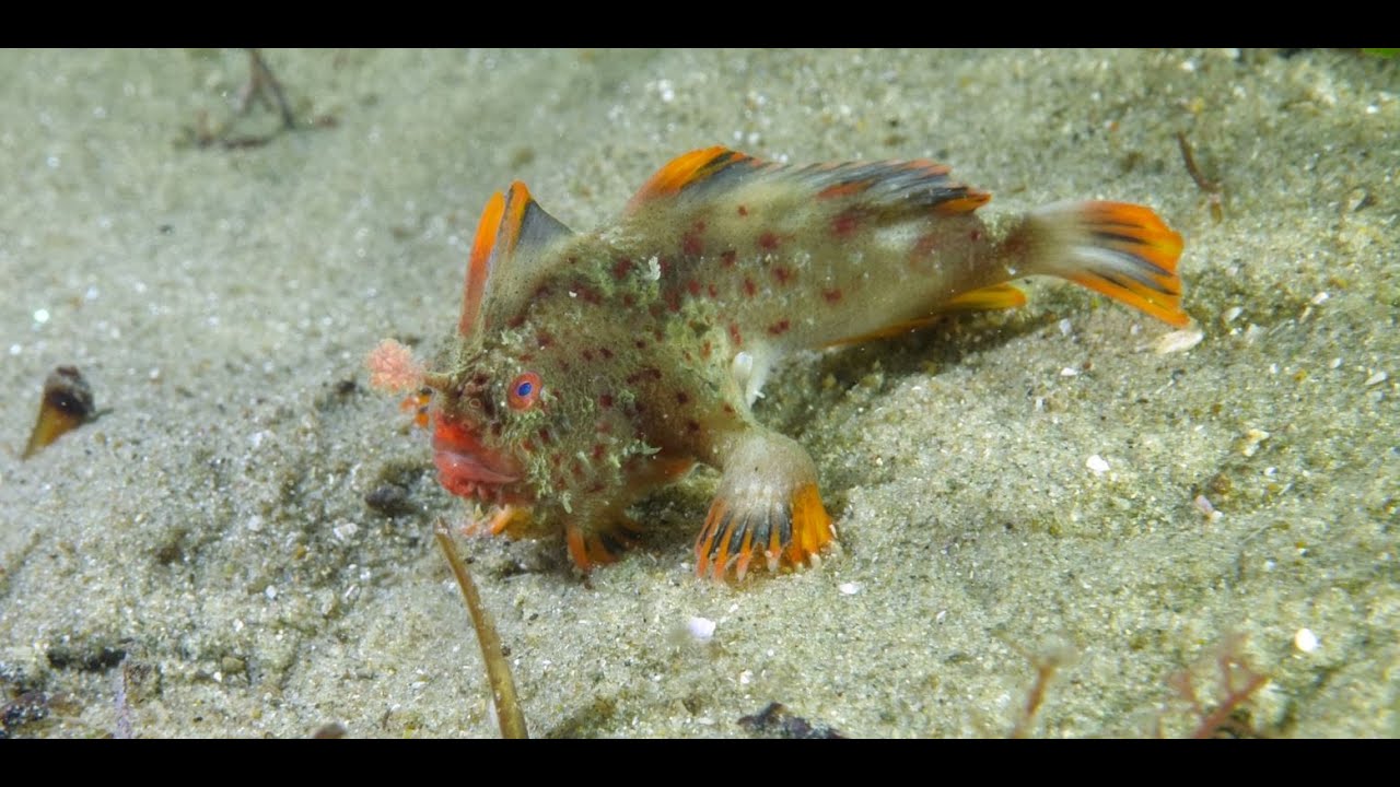 Stunning new video of rare Red Handfish launches research funding appeal