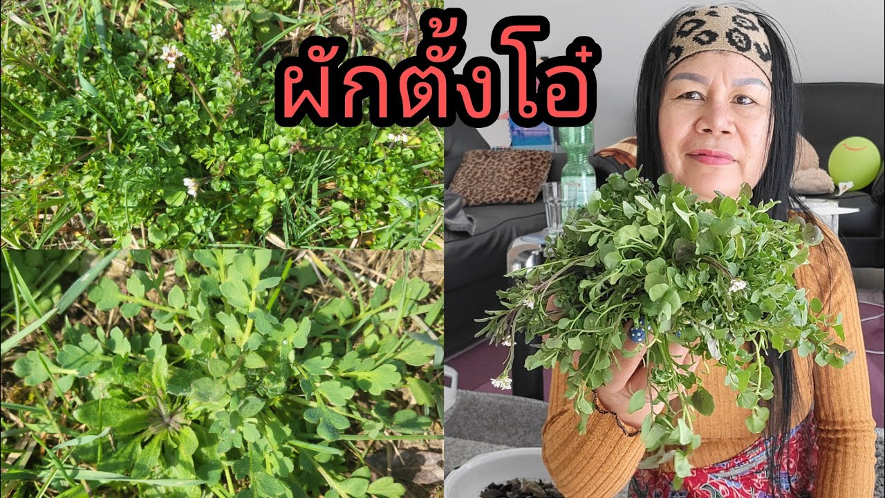 เก็บผักป่ารวมผักไลโคลเฟสสลัดผักตั้งโอ๋คาร์ดามินผักขึ้นจากธรรมชาติ