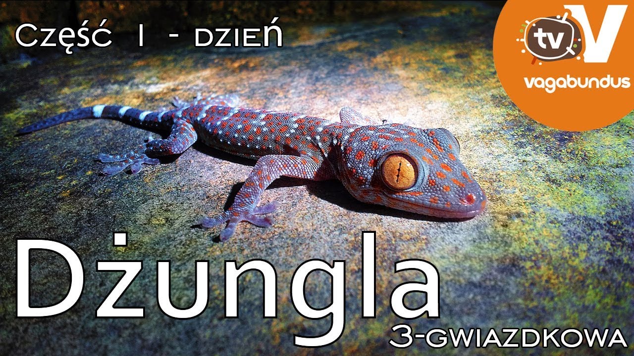 Dżungla 3-gwiazdkowa - lista demonów dziennych