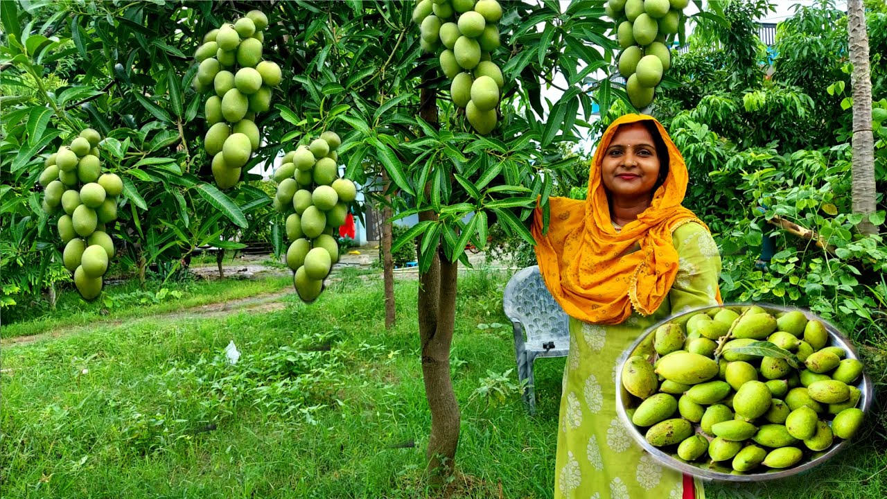 हमारे 🌳बगीचे में ये कौन से नए 🍋आम आगये जो ☃️ठंड में भी फरेंगे Raw Mango In ☃️Cold Weather