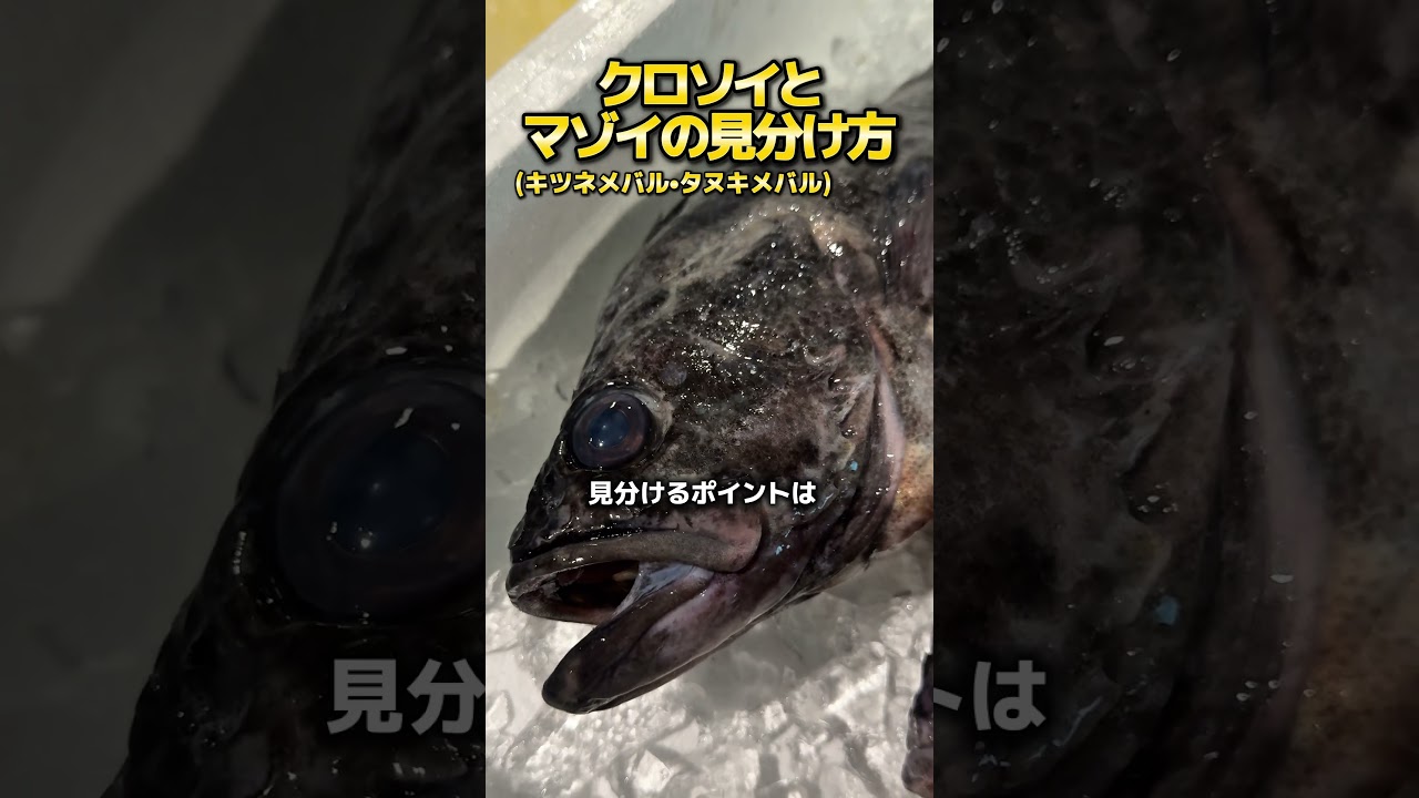 マゾイとクロソイの見分け方#魚 #釣り #魚釣り #豊洲市場