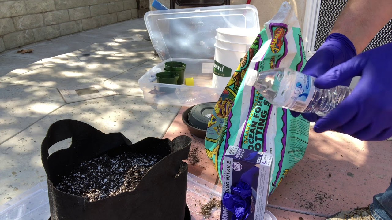 Planting Your Autoflower Seed
