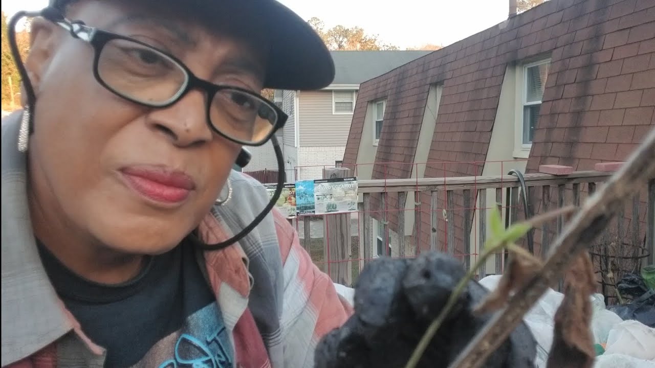 Спасаю мою пакистанскую шелковицу 