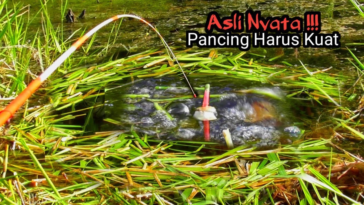 ASLI NYATA !! SPOT BARU PERTAMA DI PANCING PASTIKAN PANCING HARUS KUAT #AS-176