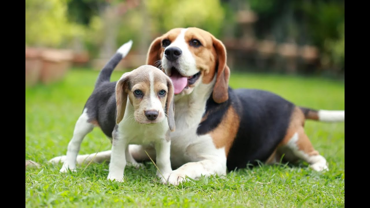 #livestream #livenow #puppy #livenews