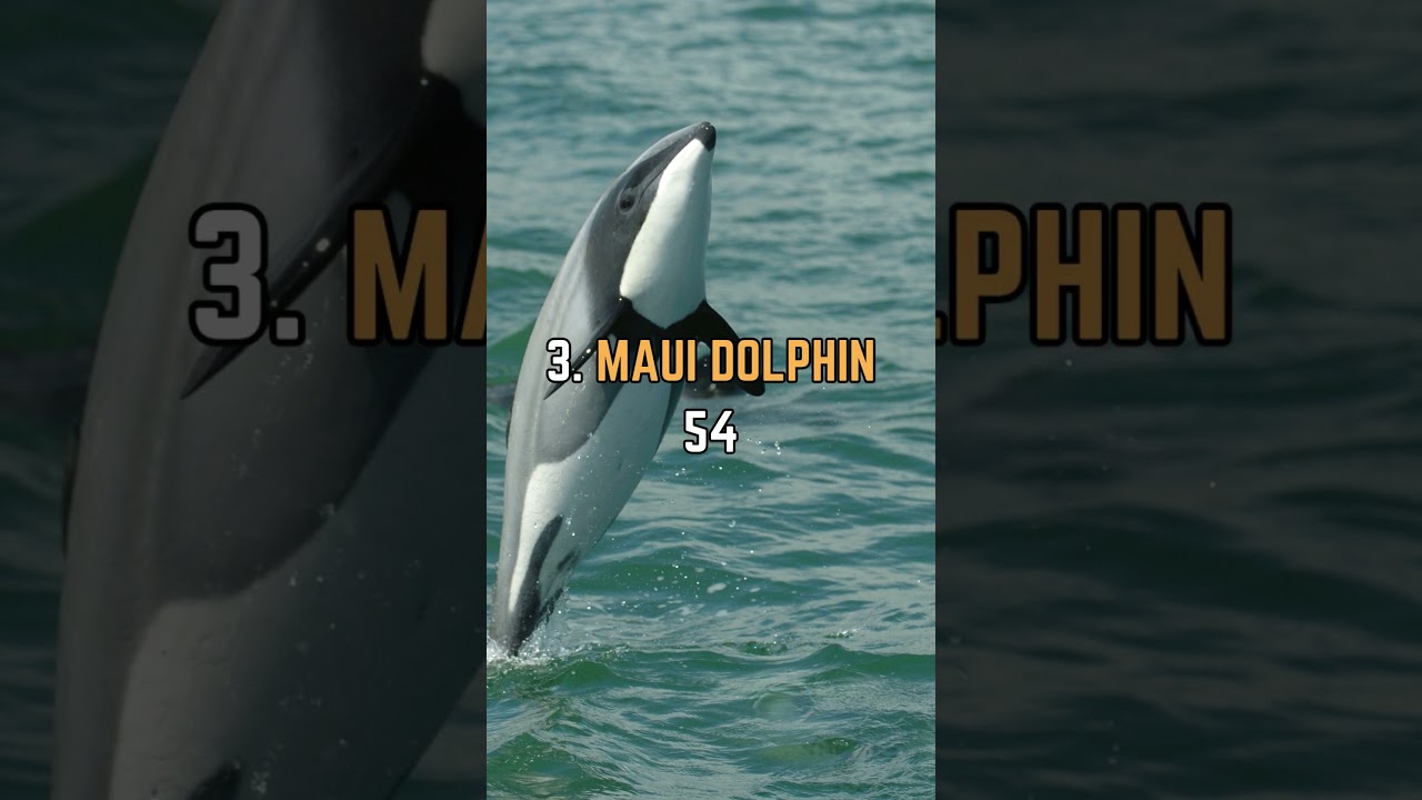 🐬 Discover the Top 5 Rarest Dolphins in the World! 🌊