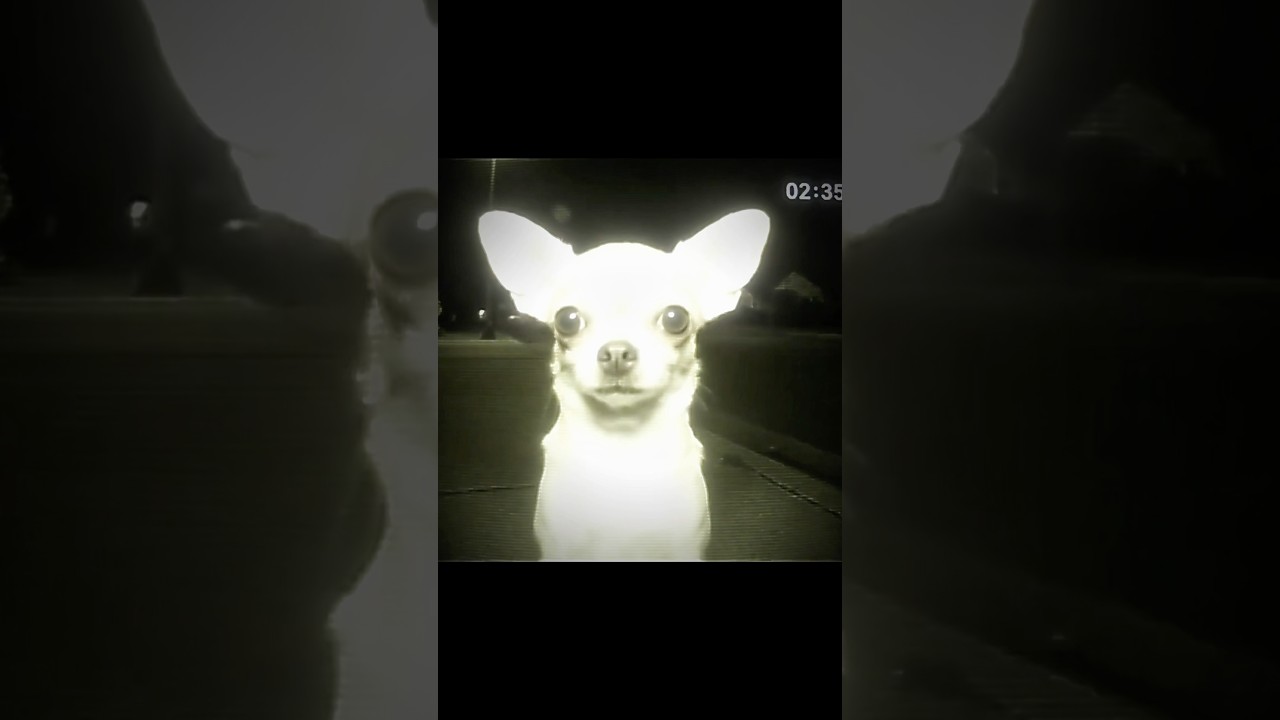 Bro just wants to say hi (Song: Grow A Garden Funk) #dog #chihuahua #phonkmusic #growagarden #phonk