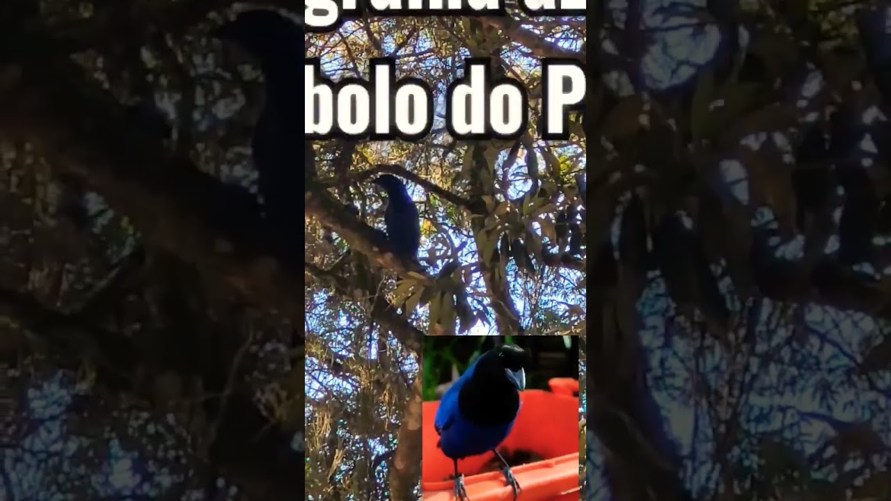 Que bicho &eacute; aquele?#gralha #gralhaazul #floresta