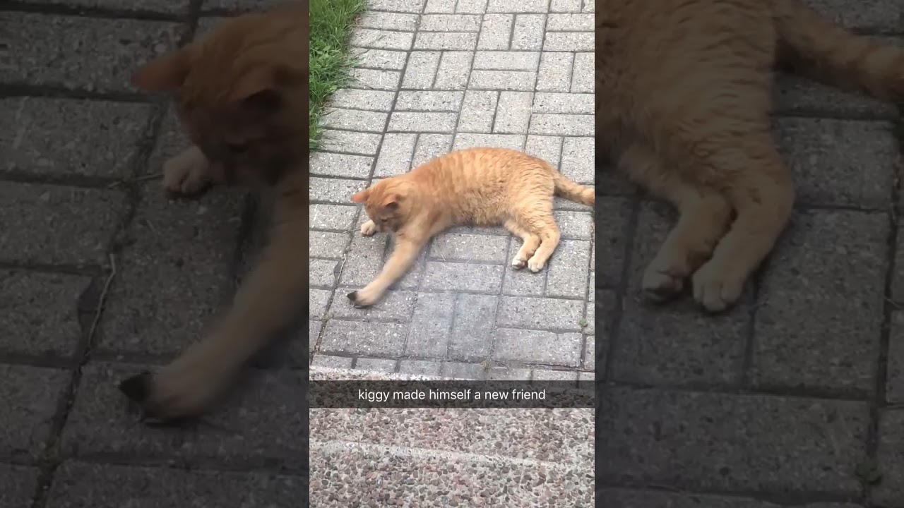 Gentle Cat Plays With Mouse - 1212677