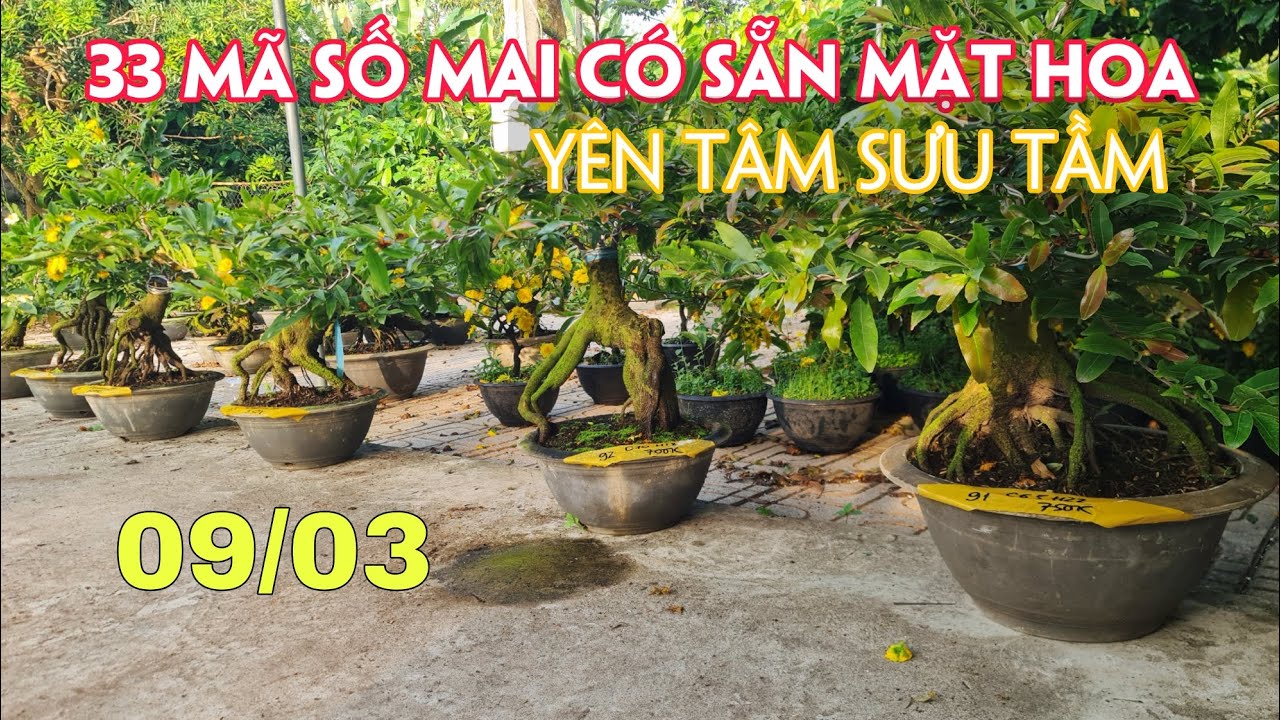 09/03. 33 Mã Số Mai Nhiều Loại Giống Mới, Cũ.☎Trang 0359910781