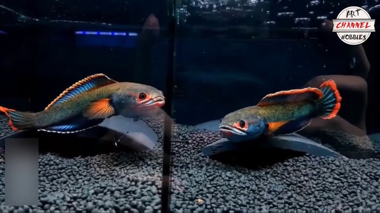Snakehead Fish《雷龙鱼》雷龙鱼通性