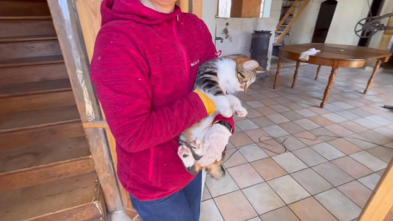 【#02フランスで築フル100年DIY】猫共ども引っ越し最終日