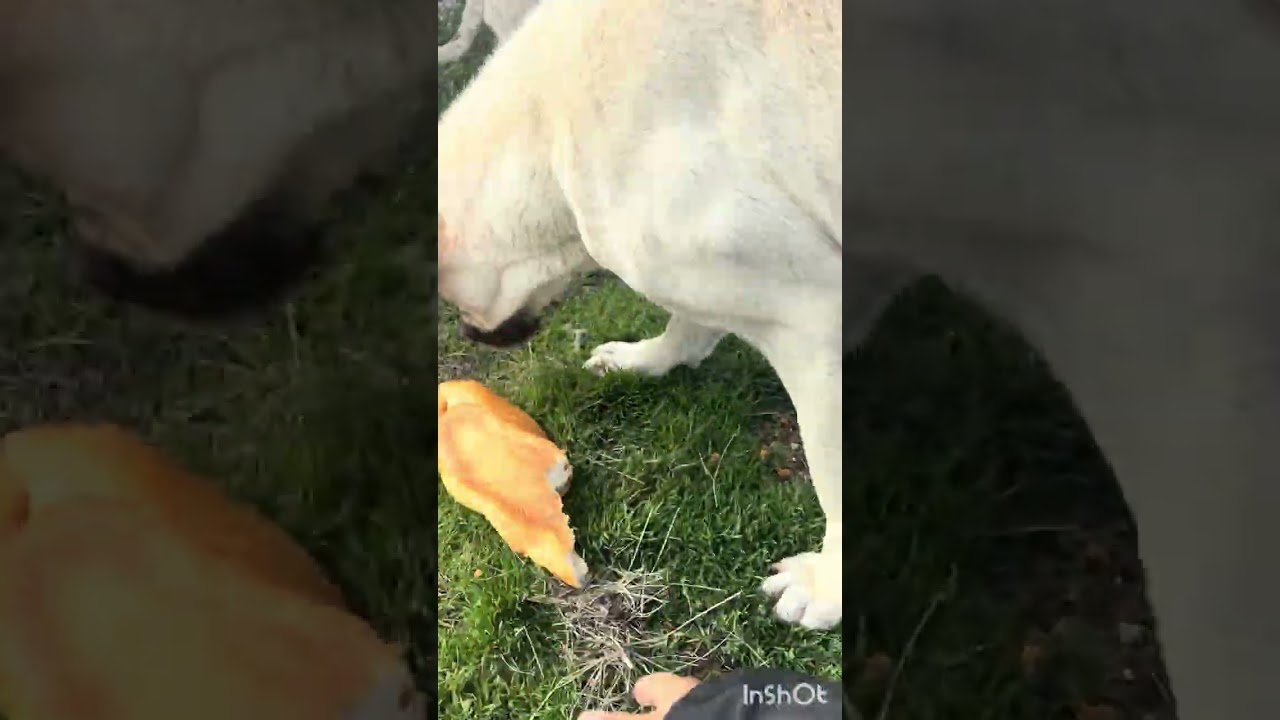 Nasıl mutlu oldu bir ekmeğe 
