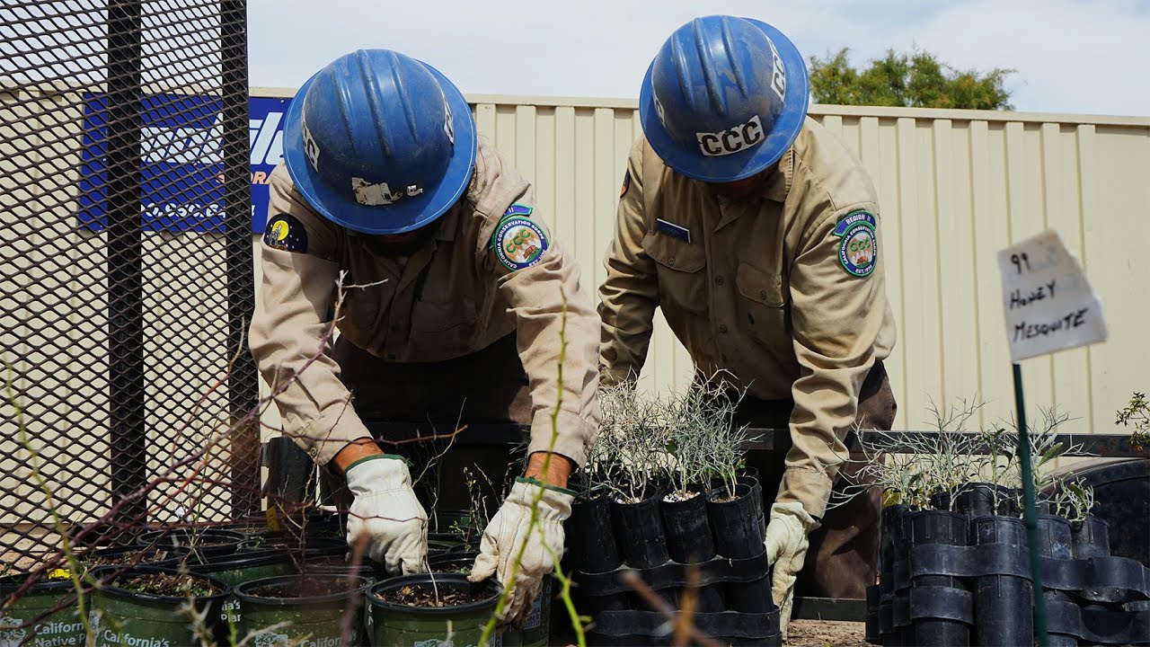 Rehabbing Imperial County Land With Native Plant Species