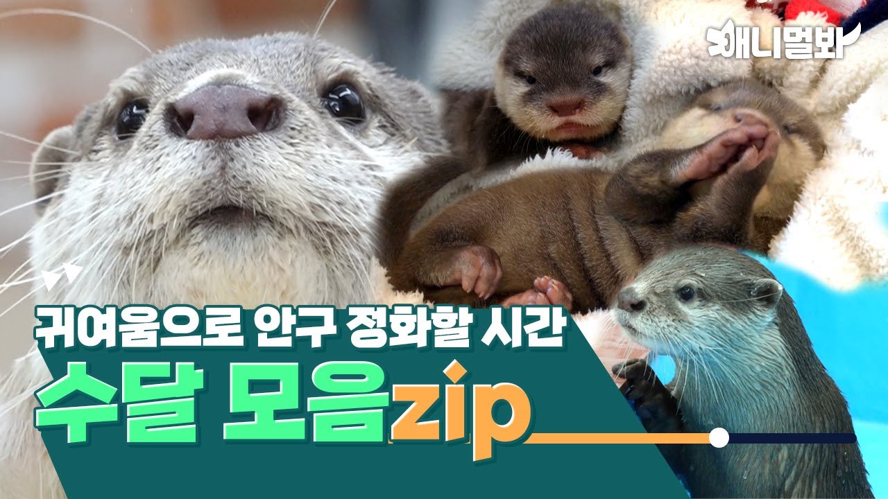 [수달 모음집] 수달 너란 깜찍한 녀석이란&hellip;★ㅣ[Otter Compilation] Adorable Otters&hellip;