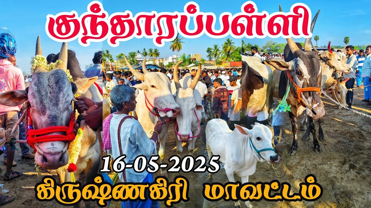 16-05-2025 kundarapalli Friday cow market Krishnagiri district Biggest market In tamilnadu